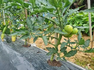 류수천님의 고추 · 영농일지 작성글 사진