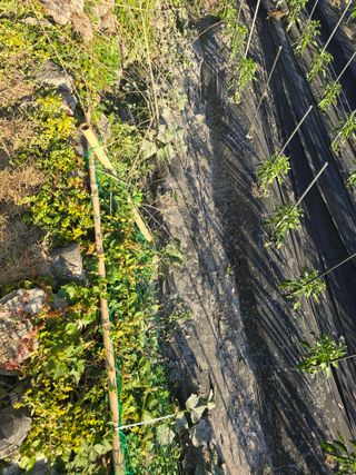 진전님의 고추 · 영농일지 작성글 사진