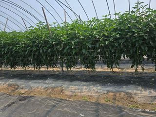 팜모님정보감사합니다님의 고추 · 영농일지 작성글 사진