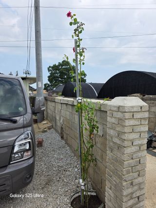 나선기님의 기타작물 · 영농일지 작성글 사진