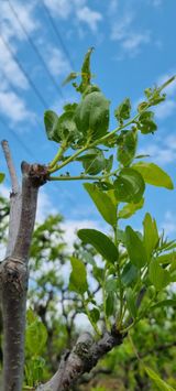 팜모닝 복숭아·영농일지 게시글 이미지