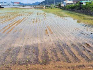 정택님의 매실 · 영농일지 작성글 사진