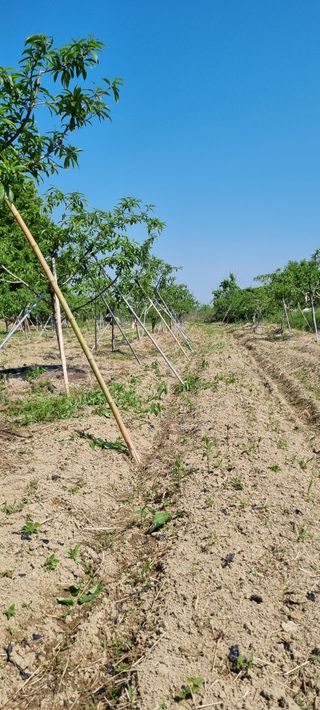 황금독수리님의 복숭아 · 영농일지 작성글 사진