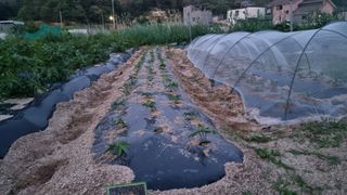 김윤회님의 기타작물 · 영농일지 작성글 사진