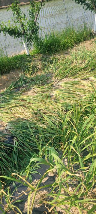 살구15128님의 파 · 영농일지 작성글 사진