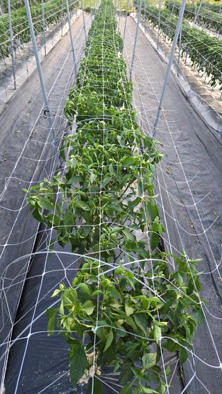 선비 농군님의 고추 · 영농일지 작성글 사진