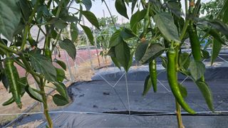 선비 농군님의 고추 · 영농일지 작성글 사진