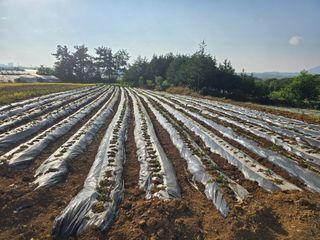 소병기 정직한농장님의 고구마 · 영농일지 작성글 사진