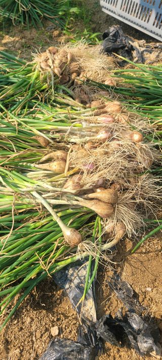 살구15128님의 파 · 영농일지 작성글 사진