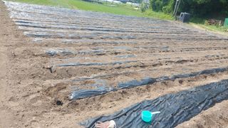 강원도 횡성군님의 참깨 · 영농일지 작성글 사진