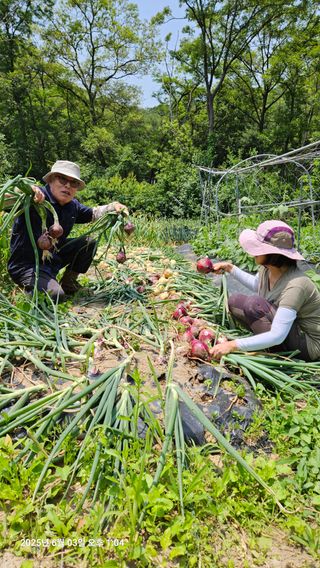 원감사님의 기타작물 · 영농일지 작성글 사진