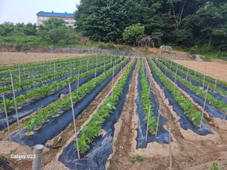 흥부네땅님의 기타작물 · 영농일지 작성글 사진