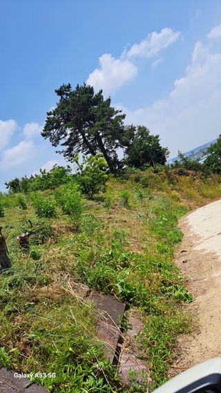 조연만님의 기타작물 · 영농일지 작성글 사진