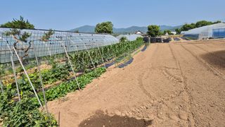 청양촌사람님의 옥수수 · 영농일지 작성글 사진