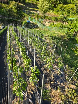 진전님의 고구마 · 영농일지 작성글 사진