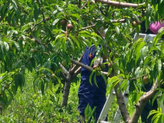 박병한님의 복숭아 · 영농일지 작성글 사진