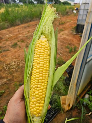 강선미님의 기타작물 · 영농일지 작성글 사진