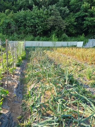 감20280님의 양파 · 영농일지 작성글 사진