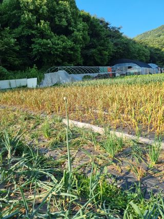 감20280님의 양파 · 영농일지 작성글 사진