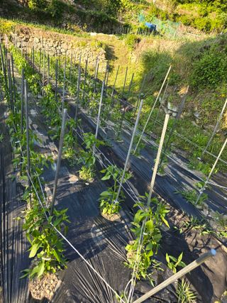 진전님의 고구마 · 영농일지 작성글 사진