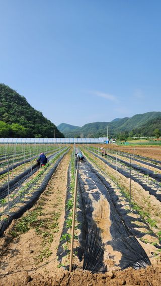 두아들아빠님의 고추 · 영농일지 작성글 사진