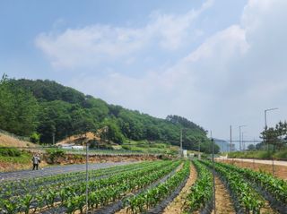시골할머니농부박순열님의 기타작물 · 영농일지 작성글 사진