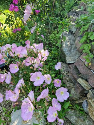 낙엽교목류21691님의 기타작물 · 영농일지 작성글 사진