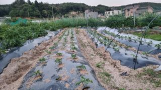 김윤회님의 기타작물 · 영농일지 작성글 사진