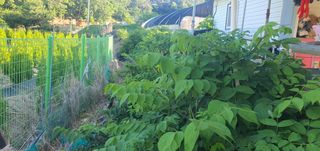 박상중님의 포도 · 영농일지 작성글 사진