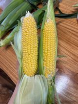 팜모닝 기타작물·영농일지 게시글 이미지