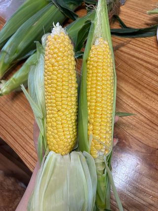 강선미님의 기타작물 · 영농일지 작성글 사진