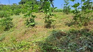 조연만님의 기타작물 · 영농일지 작성글 사진