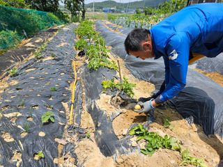 보리수치유농장님의 감자 · 영농일지 작성글 사진