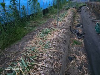 나선기님의 기타작물 · 영농일지 작성글 사진