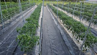 선비 농군님의 고추 · 영농일지 작성글 사진