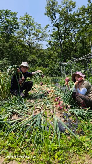 원감사님의 기타작물 · 영농일지 작성글 사진