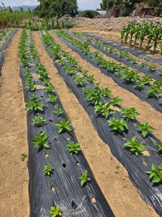 제주농부님의 고추 · 영농일지 작성글 사진