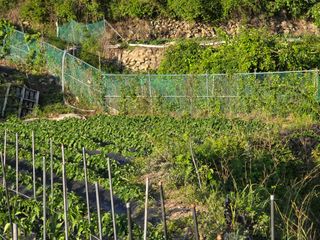 진전님의 고구마 · 영농일지 작성글 사진