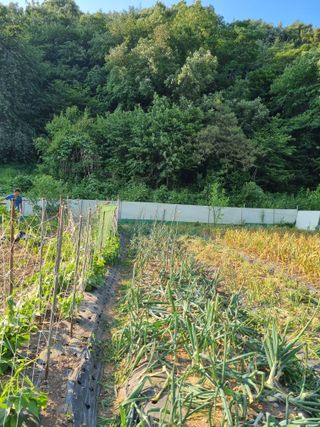 감20280님의 양파 · 영농일지 작성글 사진