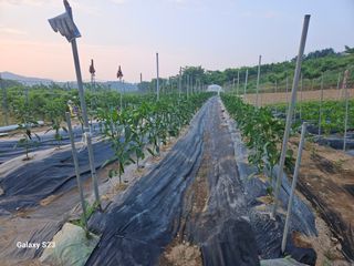 흥부네땅님의 기타작물 · 영농일지 작성글 사진