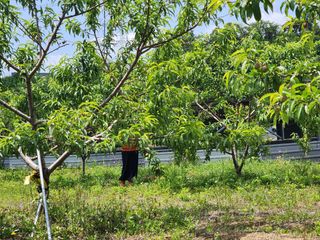 박병한님의 복숭아 · 영농일지 작성글 사진