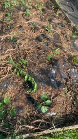 팜모닝 기타작물·영농일지 게시글 이미지