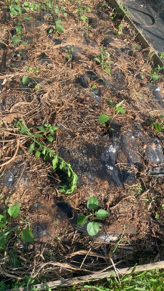 원스피릿팜님의 기타작물 · 영농일지 작성글 사진