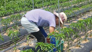 김영길님의 기타작물 · 영농일지 작성글 사진