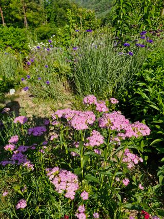 낙엽교목류21691님의 기타작물 · 영농일지 작성글 사진