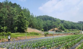 시골할머니농부박순열님의 기타작물 · 영농일지 작성글 사진