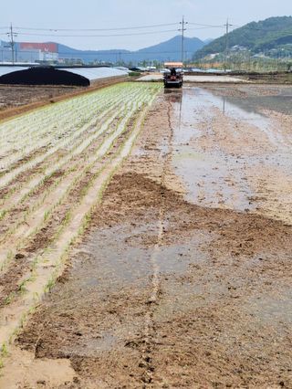 정택님의 매실 · 영농일지 작성글 사진