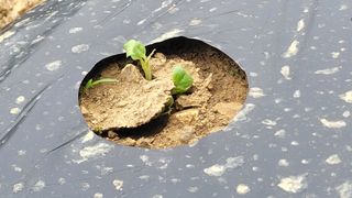 여우내 이순홍님의 기타작물 · 영농일지 작성글 사진