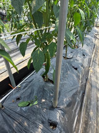 제주농부님의 고추 · 영농일지 작성글 사진