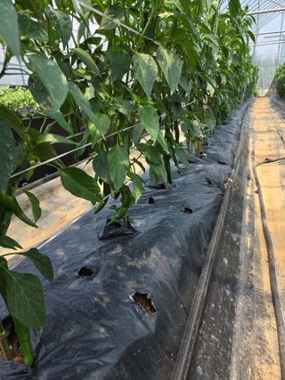 제주농부님의 고추 · 영농일지 작성글 사진